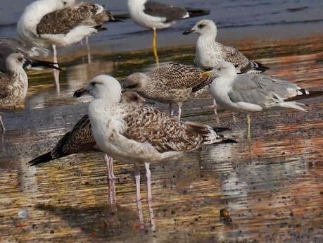Comienza el paso de gaviotas.