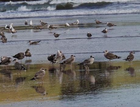 Comienza el paso de gaviotas.