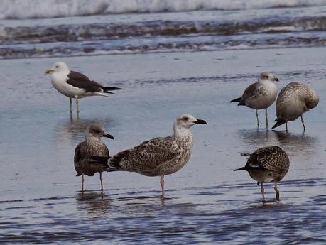 Comienza el paso de gaviotas.