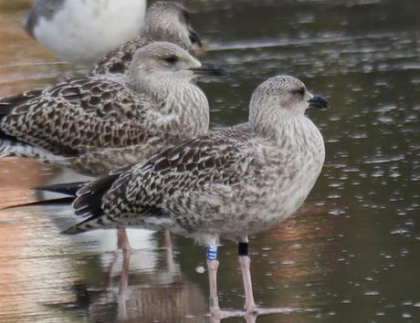 Comienza el paso de gaviotas.