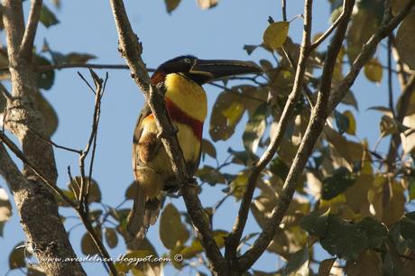 Arasarí fajado (Chestnut-eared aracari) Pteroglossus castanotis