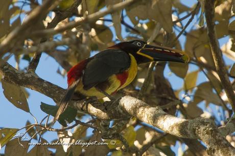 Arasarí fajado (Chestnut-eared aracari) Pteroglossus castanotis