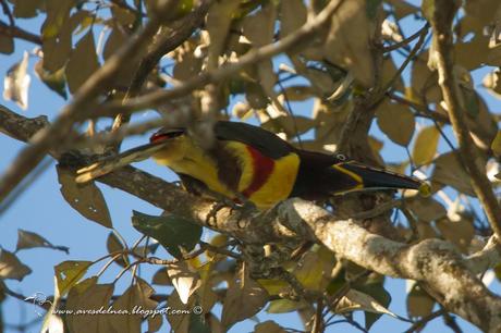 Arasarí fajado (Chestnut-eared aracari) Pteroglossus castanotis