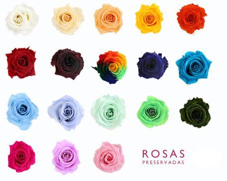 Rosas preservadas multicolor