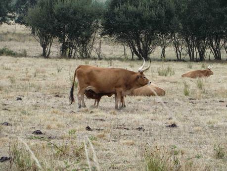 Guía de viaje de León y Orense I: Románico en Orense / Leon and Orense guide I: Romanesque in Orense