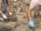 Encuentran restos carro carpetano yacimiento Titulcia (Madrid)
