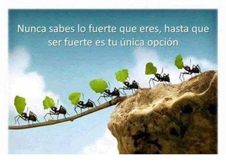 10574245_10152823222119316_2656544234847537399_n