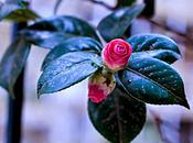 Fotos porque.La alegría balcón