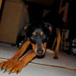 estiramientos de los perros para mantenerlos ágiles y flexibles