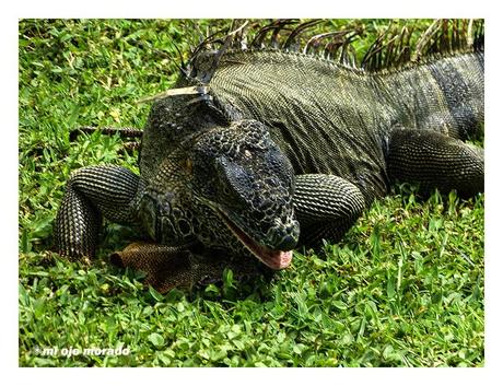 Costa Rica. Parque Nacional de Tortuguero