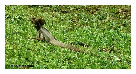Costa Rica. Parque Nacional de Tortuguero