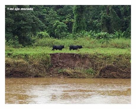 Costa Rica. Parque Nacional de Tortuguero