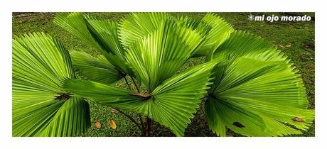 Costa Rica. Parque Nacional de Tortuguero