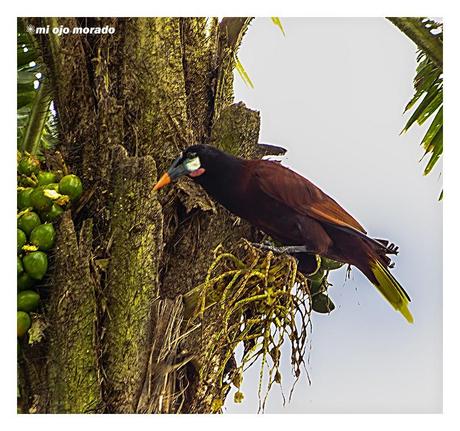 Costa Rica. Parque Nacional de Tortuguero