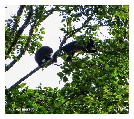 Costa Rica. Parque Nacional de Tortuguero