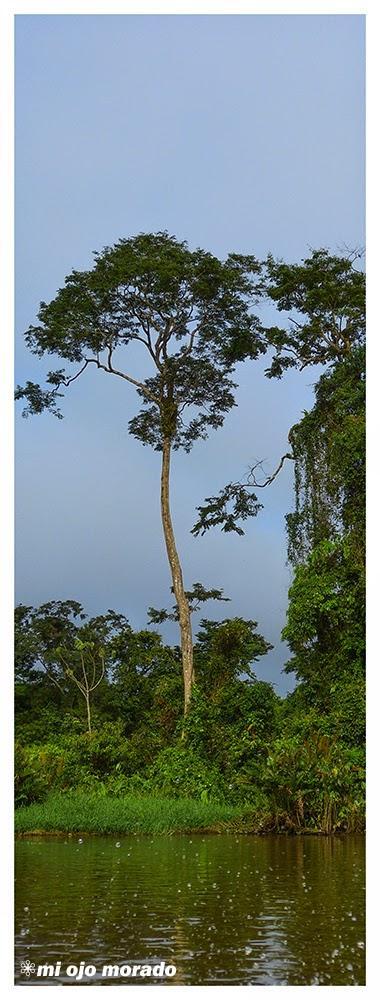 Costa Rica. Parque Nacional de Tortuguero