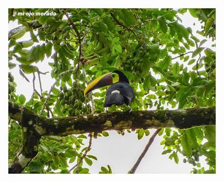 Costa Rica. Parque Nacional de Tortuguero
