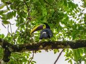 Costa Rica. Parque Nacional Tortuguero