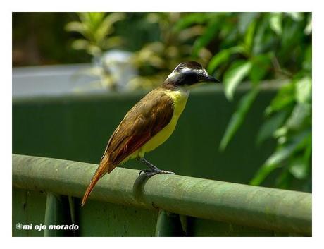 Costa Rica. Parque Nacional de Tortuguero
