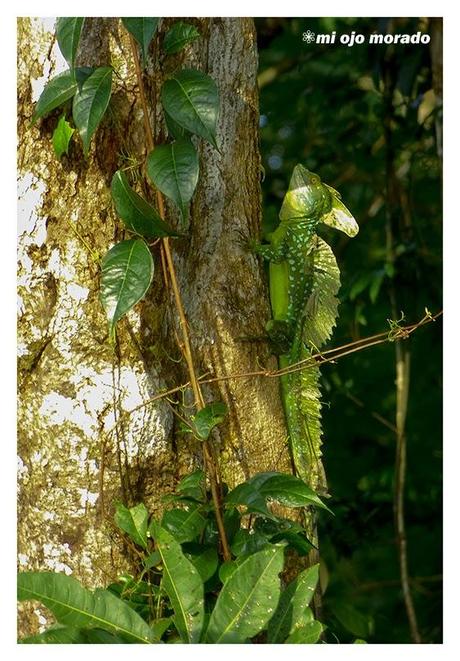 Costa Rica. Parque Nacional de Tortuguero