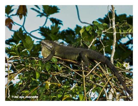 Costa Rica. Parque Nacional de Tortuguero