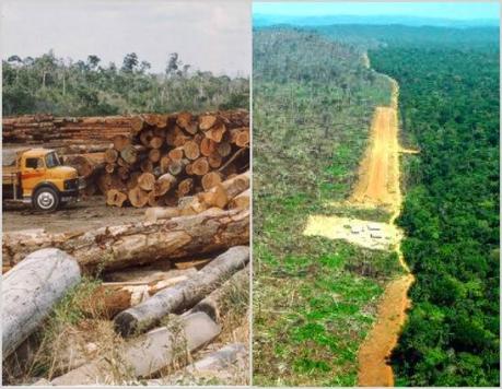 Amazonia en Brasil pierde 3.036 kilómetros cuadrados de selva durante un año