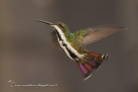 Picaflor vientre negro (Black-throated Mango) Anthracothorax nigricollis