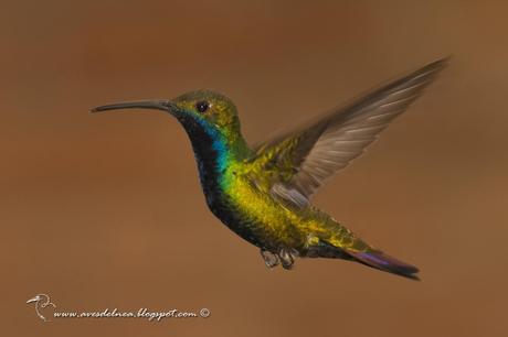 Picaflor vientre negro (Black-throated Mango) Anthracothorax nigricollis