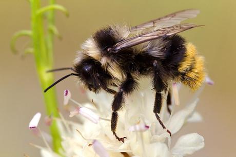 Para ampliar Bombus lapidarius decipiens (Pérez 1890) abejorro, hacer clic