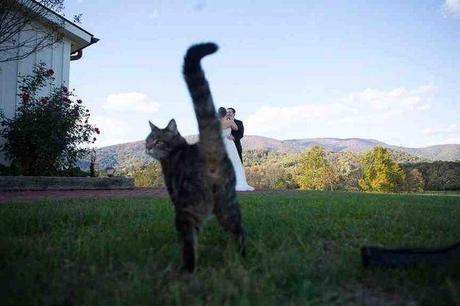 Photobombing by cats