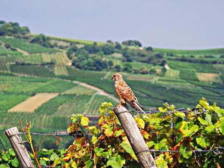 Ruta del vino y de las flores por los pueblos de Alsacia