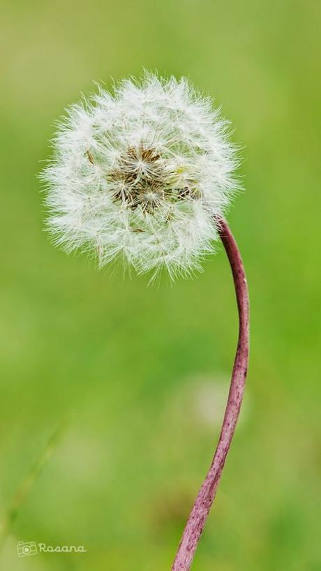 Proyecto de la A a la Z - Letra D