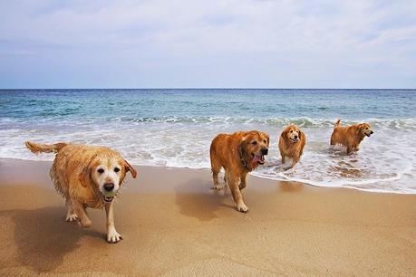 EN ESPAÑA EXISTEN 40 PLAYAS DONDE PERMITEN ANIMALES. ¿SUFICIENTES O TENDRÍA QUE HABER MUCHAS MÁS?
