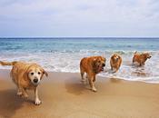 españa existen playas donde permiten animales. ¿suficientes tendría haber muchas más?