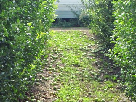 piedra granizo manzana