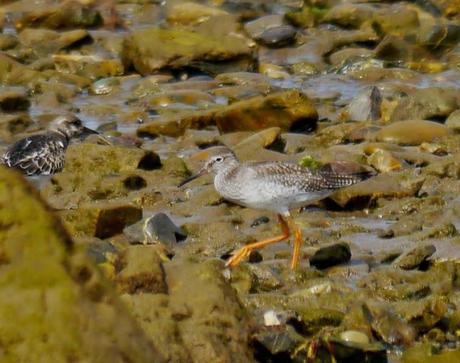 Correlimos menudo y otros limícolas