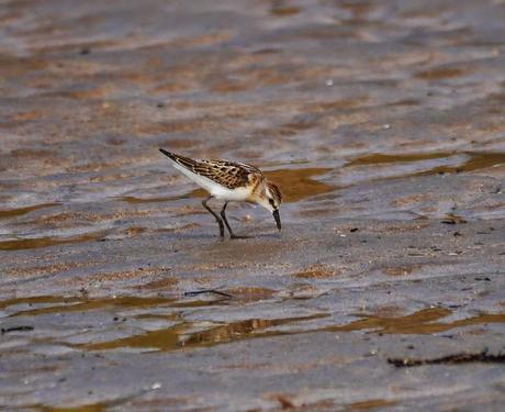 Correlimos menudo y otros limícolas