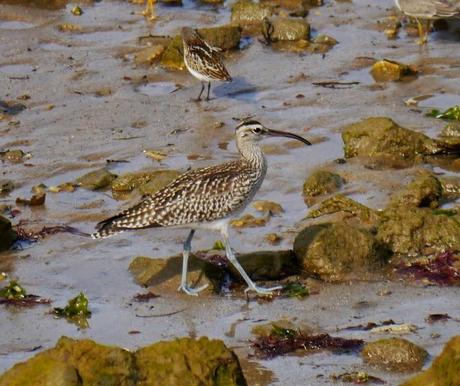 Correlimos menudo y otros limícolas