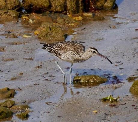 Correlimos menudo y otros limícolas