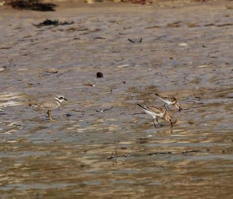 Correlimos menudo y otros limícolas