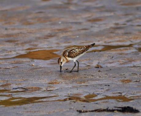 Correlimos menudo y otros limícolas