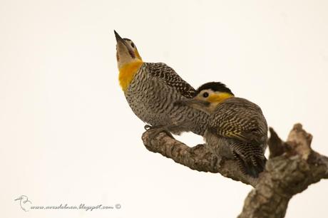 Carpintero campestre (Field Flicker) Colaptes campestris