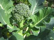 Brocoli