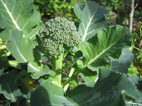 Brocoli