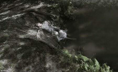 La fotografía de Slevin Aaron