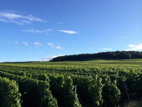 Entre Cuis et Cramant