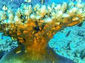 Gili Air, buceo playas