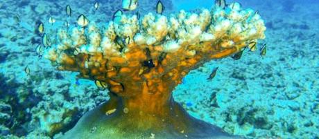 Gili Air, buceo y playas