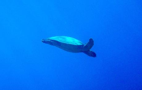 A por comida! Islas Gili