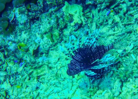 Scorpion Fish, Gili Air